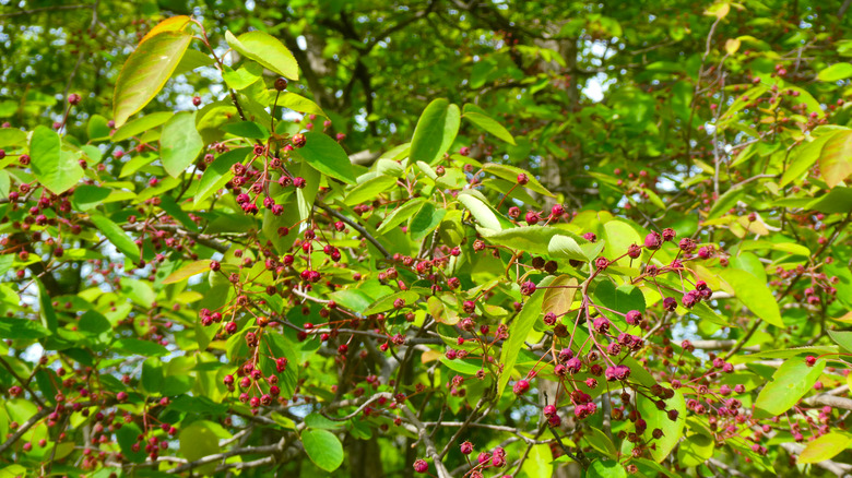 Clusters of ripe red berries on a downy serviceberry tree with bright green foliage