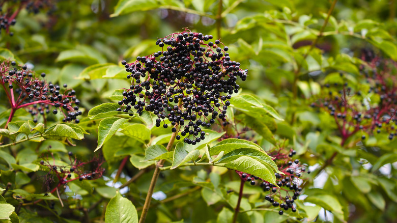 Clusters of black elderberry berries
