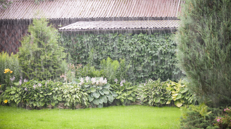 Wet rainy garden