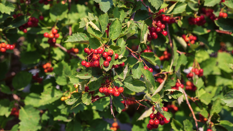 Ripe red mayhaw berries on tree
