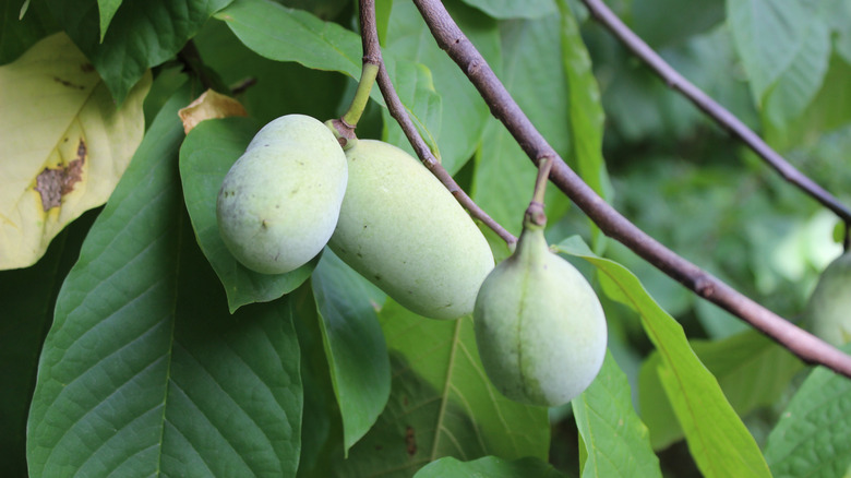 Close up of pawpaw fruits ripening on a tree