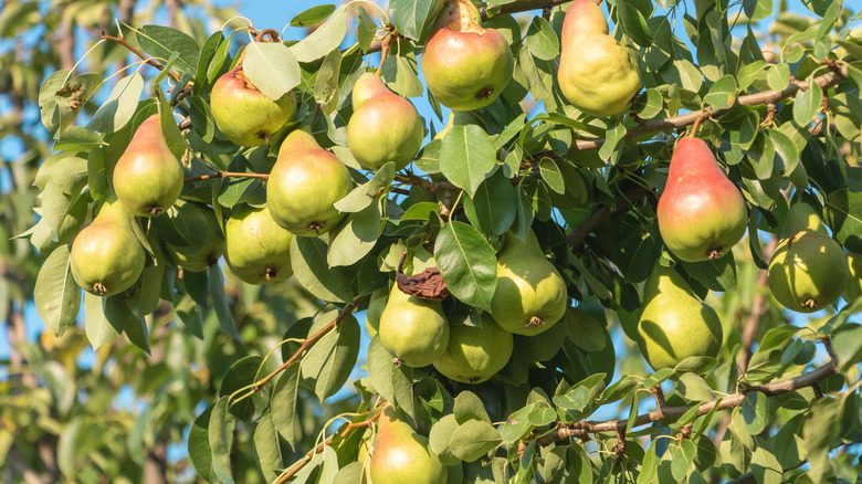 A bunch of ripe pears hanging on a tree