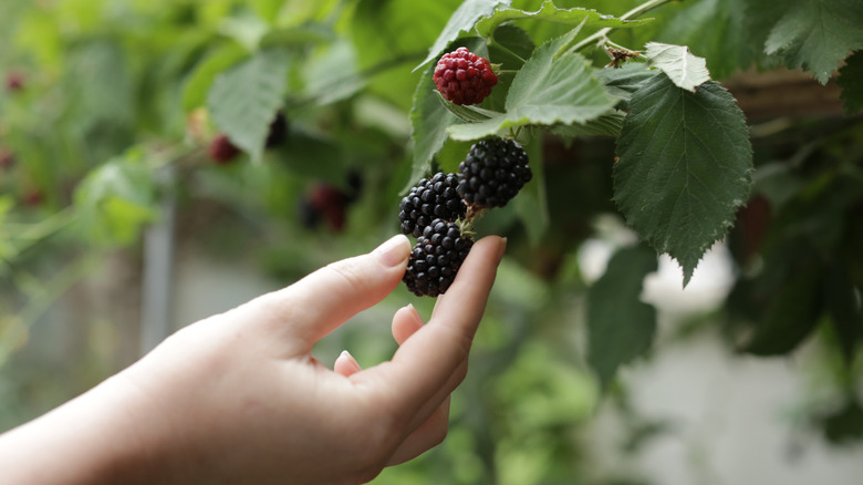 A hand picking blackberries from the bush.