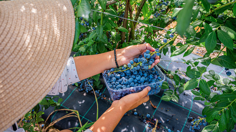 A farmer collecting blueberries from the plant.