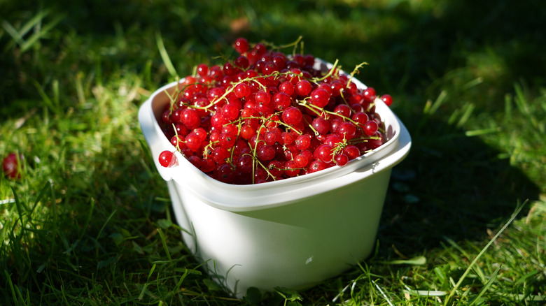 A basket of red currants.