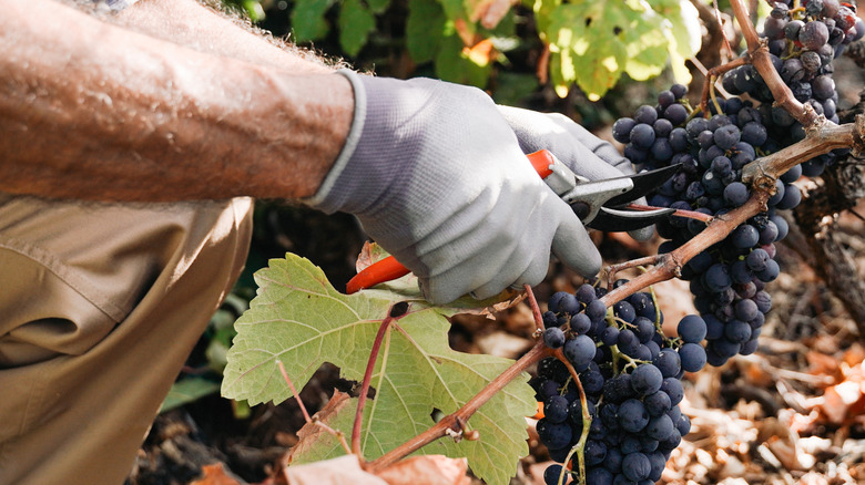 A gardener clipping grapes.
