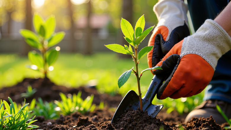 A gardener wearing gloves planting a seedling.