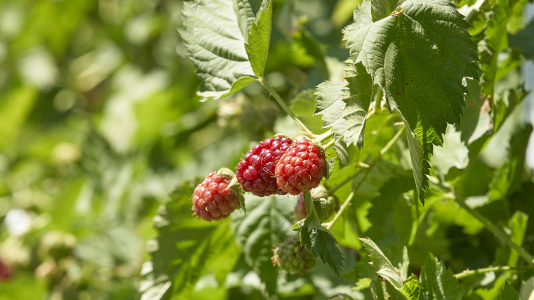 A raspberry growing on a bush.