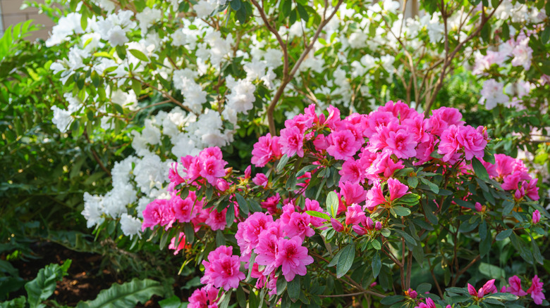 Pink and white Azalea bush