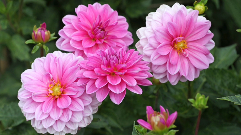 Pink decorative Dahlia in flower.