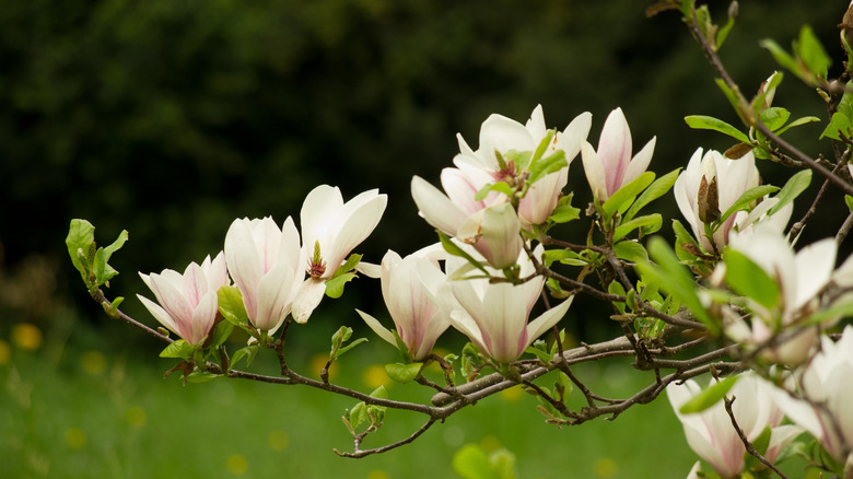 Beautiful spring flowers of a Magnolia plant