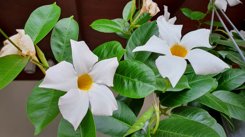 White Mandevilla flower