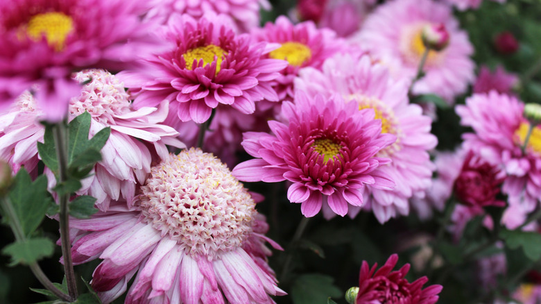 pink chrysanthemum flowers in the sun