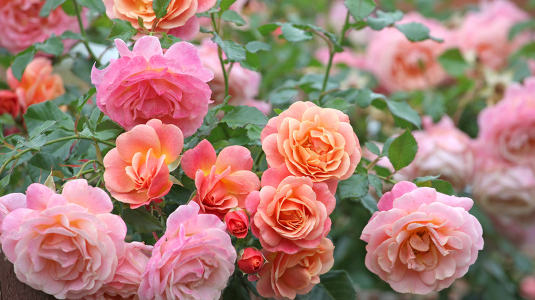 Colorful roses in full bloom with some buds