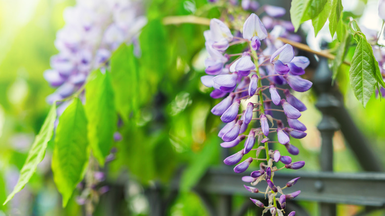 a purple wisteria blooming in a garden