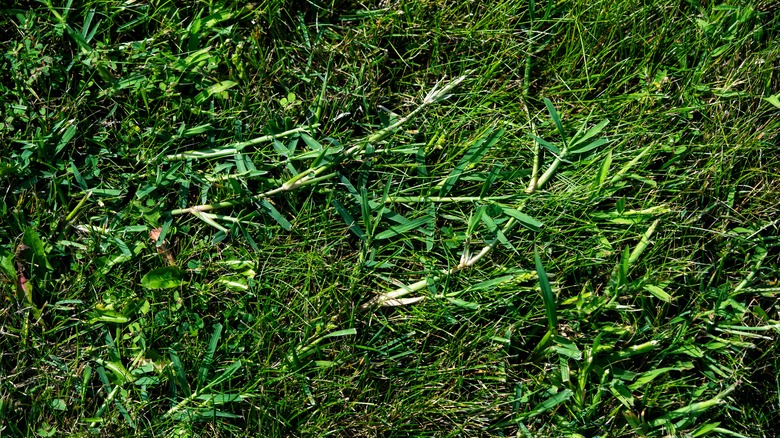 Crabgrass weeds in the yard