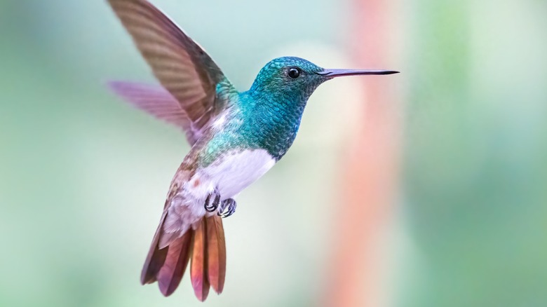 Close-up of snowy-bellied hummingbird