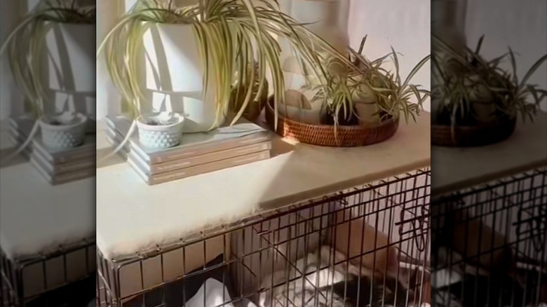 dog crate table