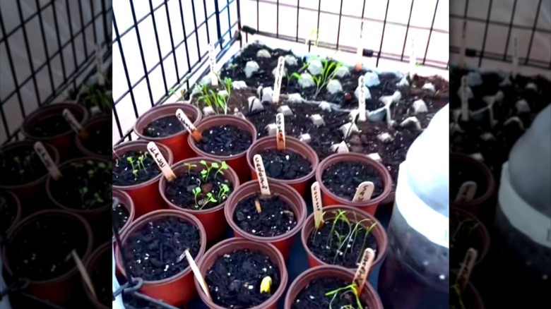 dog crate mini greenhouse