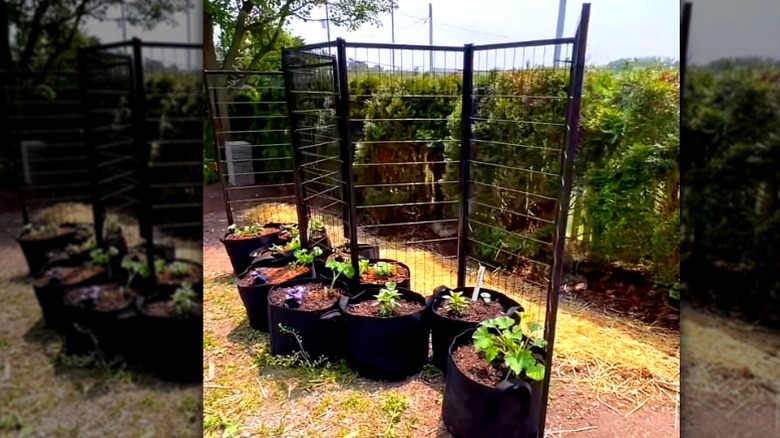 dog crate trellis with grow bags
