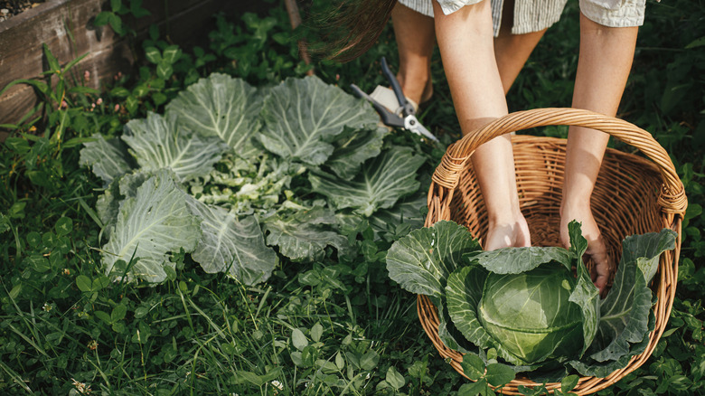 Person harvesting cabbage from garden