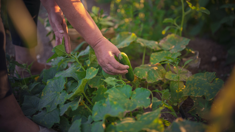 Person picking a cucumber from vine in garden