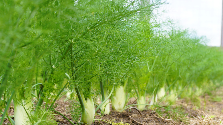 Row of fennel in garden bed