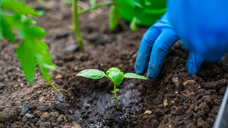 Gloved hand planting basil in garden bed