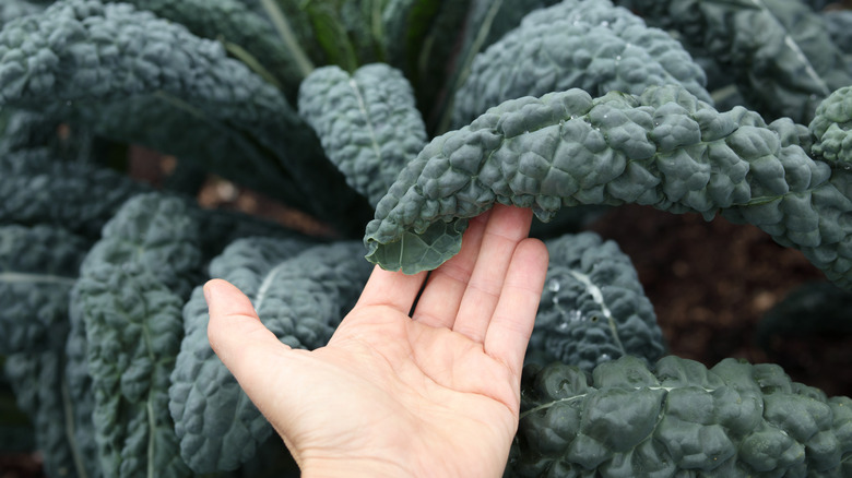 Hand inspecting kale leaves