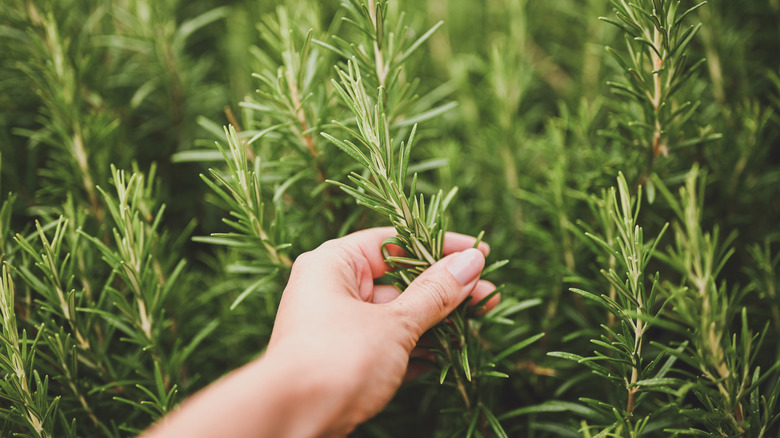 Person harvesting rosemary