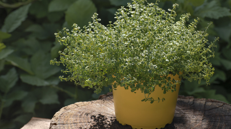 Thyme in pot in garden