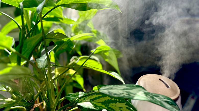 A humidifier releasing a large amount of mist into the air by a plant