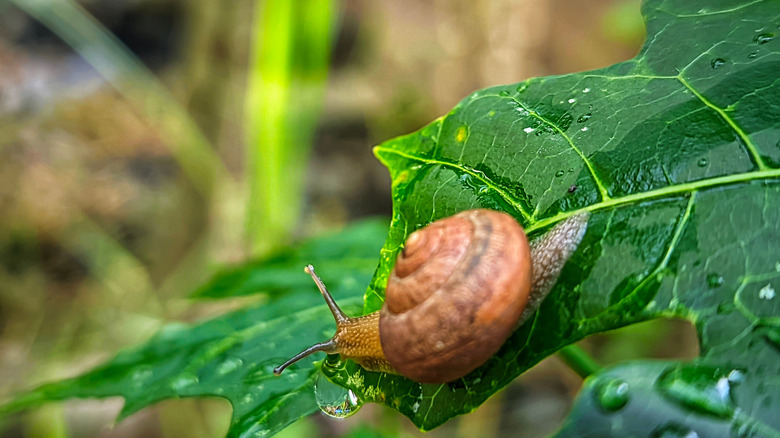 Asian trampsnail on a leaf