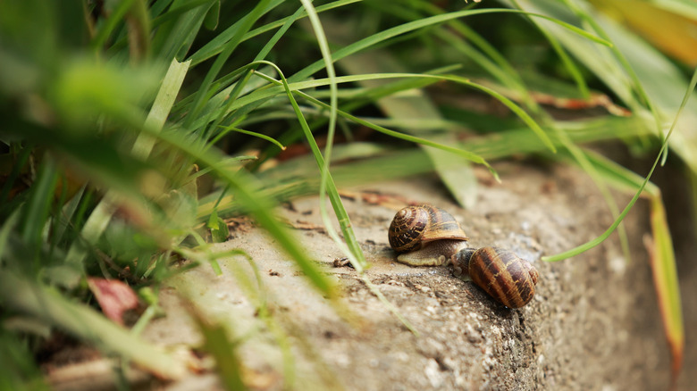 Close-up of two brown garden snails