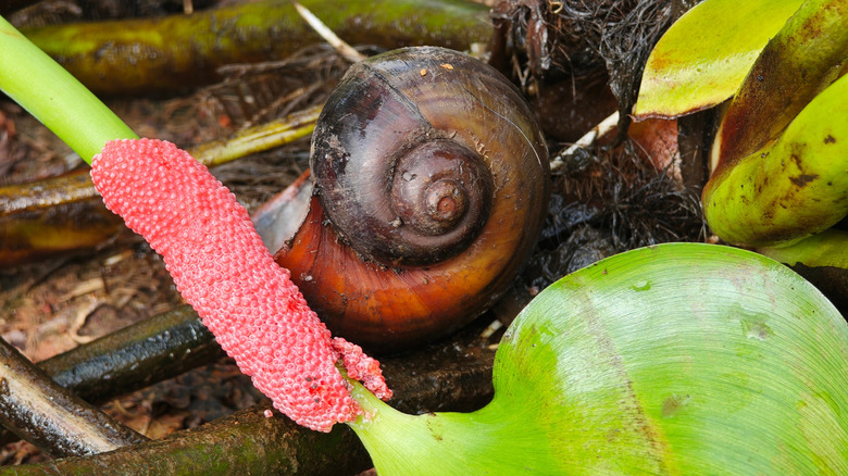 Channeled apple snail with eggs