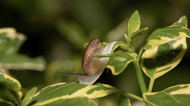 The decollate snail on a plant
