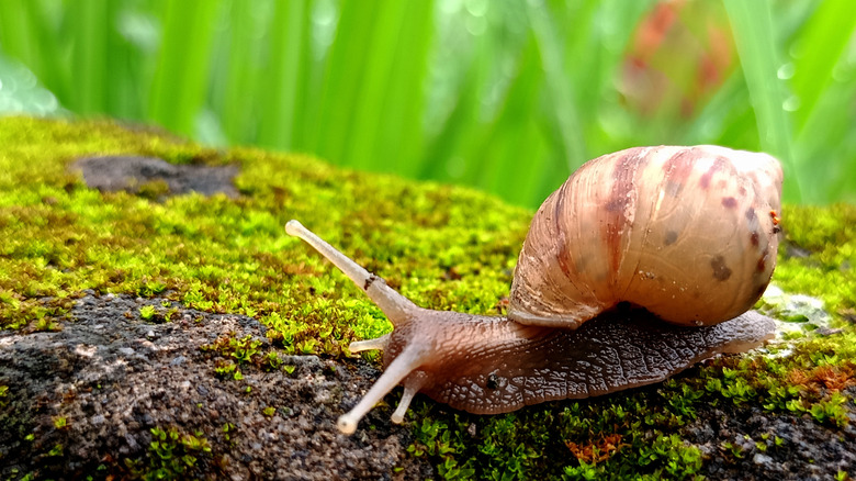 Giant African snail on a rock