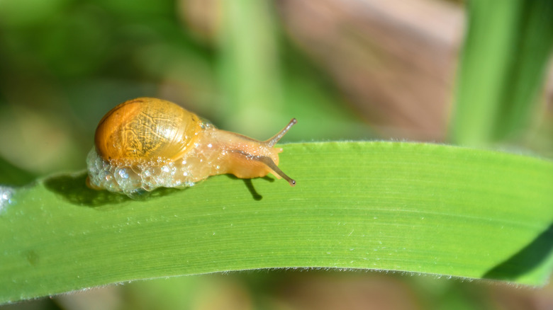 A brown snail crawls slowly on green grass