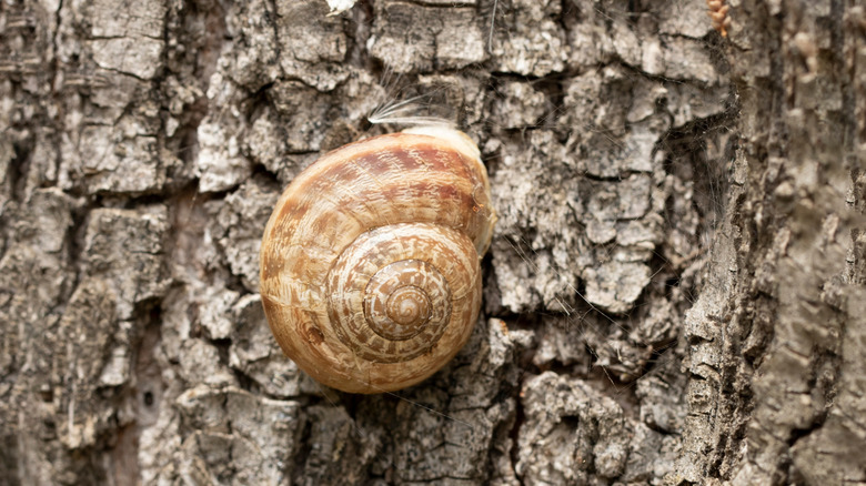 The milk snail on the stem of a tree