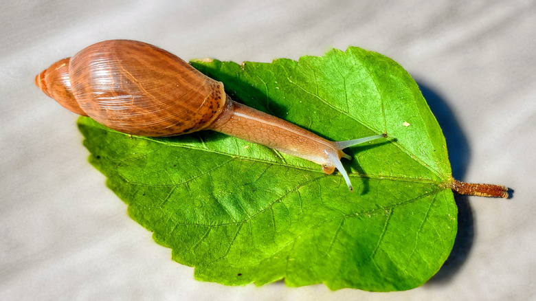 Rosy wolfsnail on a hibiscus leaf