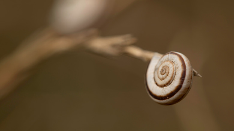 White garden snail resting on a dry plant stem