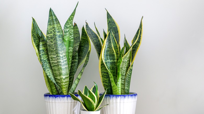 three potted snake plants
