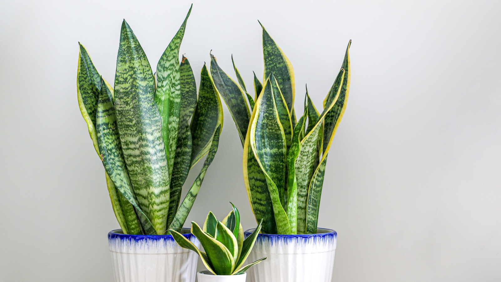 12 Issues You Should Know About Before Snake Plants