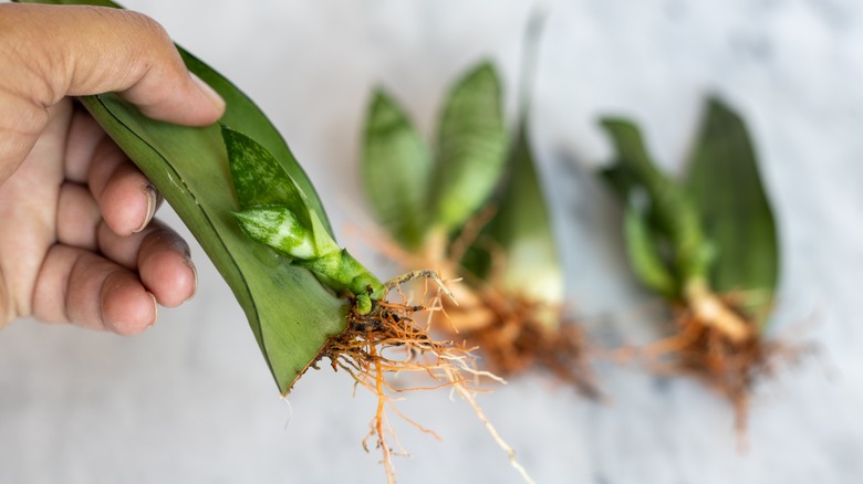 snake plant cutting with roots growing