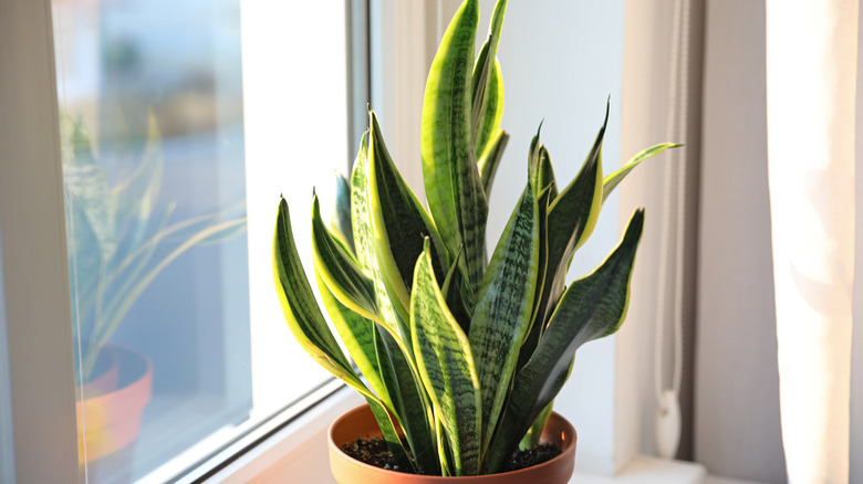 snake plant in windowsill