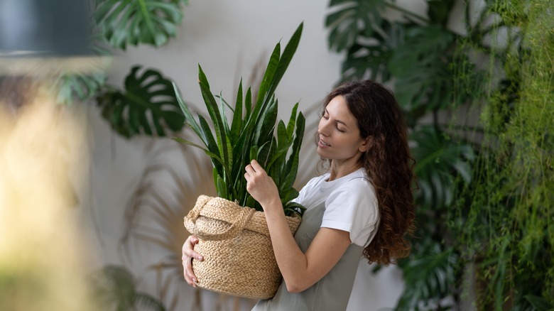 woman holding snake plant