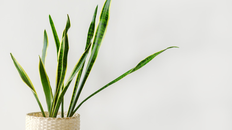snake plant with twisted leaves
