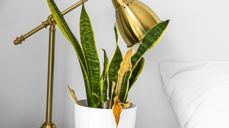 snake plant with brown leaves