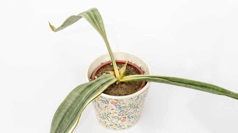 snake plant with wilted leaves