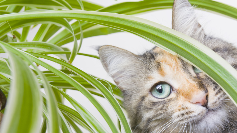 cat looking through plant leaves